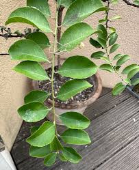 Image result for Gymnosporia buchananii