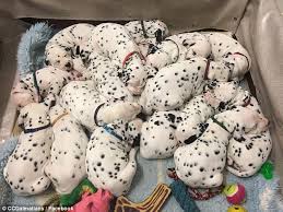 They get their spots after a couple of weeks. Dalmation Breaks Record For Largest Litter With 18 Puppies Daily Mail Online