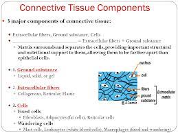 Connective Tissue Components 3 Major Components Of Connective Tissue Extracellular Fibers Ground Substance Cells Extracellular Ppt Download