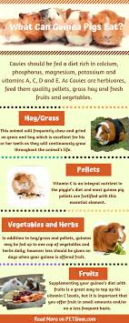 What Can Guinea Pigs Eat A Guide To The Cavy Diet Petsium