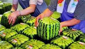 Many of these watermelons took years of practice to get their shape right. The Secret Of The Square Watermelon Redduckpost