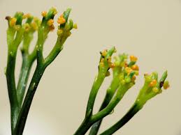 Image result for Psilotum