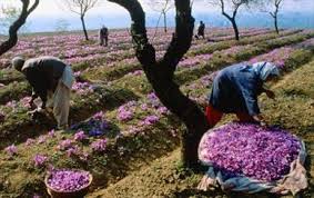 رشد ۹۵درصدی بیمه‌ و۲۶درصدی اشتغال روستاییان
