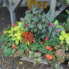 Fuchsia 'gartenmeister bonstedt' (left) and lepidozamia peroffskyana. Fuchsia Gartenmeister Bonstedt Fuchsia Gartenmeister Bonstedt Uploaded By Tinaaune