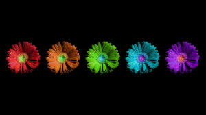 Colorful Flowers Wallpapers Hd Pixelstalk Net Enjoy and share your favorite beautiful hd wallpapers and background images. colorful flowers wallpapers hd