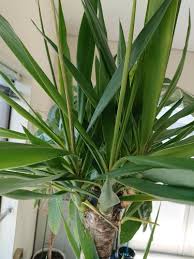 ユッカ 青年の樹 葉が丸まります 9月に頂いたユッカ 当初は上向きで ガーデニング 家庭菜園 教えて Goo