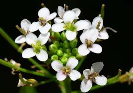 Image result for Nasturtium officinale