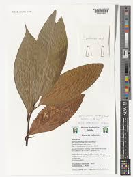 Image result for Beilschmiedia michelsonii