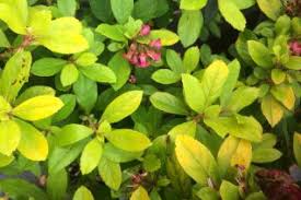 Image result for Escallonia