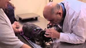 The pet doctor of flushing. Animal Clinic Of Hollis Court Flushing Ny