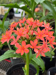 Image result for Scadoxus pole-evansii