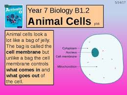 Animal cell and plant cell grade 6. A Grade 6 Multimedia Version Of The Plant And Animal Cells Lesson
