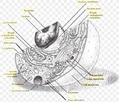Early prophase, mitosis, eukaryotic cell division, chromosomes: Cel Lula Animal Drawing Diagram Png 885x765px Animal Cell Diagram Drawing Organism Download Free
