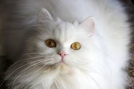 When I Look Into The Eyes Of An Animal Look Into My Eyes Cats Look Into My Eyes Animals