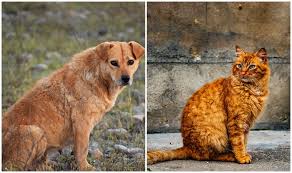 Cin Den Koronavirus Karari Kedi Ve Kopek Eti Tuketimi Yasaklaniyor