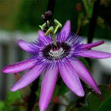 Passion Fruit Vine Plant Passiflora Plant In 2 5 Inch Pot Etsy Passion Flower Rainforest Flowers Passion Flower Plant