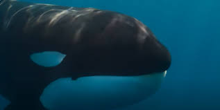 The real orca attack video, watch killer whale ripping apart its target; this one isn't