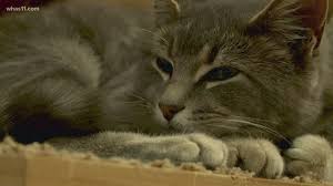 You are on cat rescue organizations. Hardin County Animal Shelter Reaches No Kill Status Whas11 Com