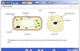 Label A Plant Cell Quiz Shefalitayal