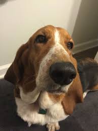 my basset girl chloe basset hound basset dog nose