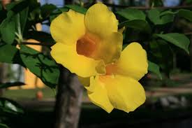 National symbols of dominican republic. Flowers In The Dominican Republic Extreme Hotels Cabarete