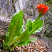 Image result for Scadoxus membranaceus