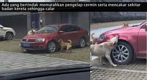 Jika ingin membawa binatang, bisa urus bagasinya di stasiun senen, jakarta kota atau. Berita Seram Anjing Liar Yang Disepak Kemudiannya Kembali Bersama Kumpulan Serang Kereta Pelaku