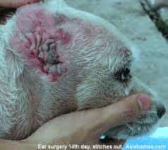 Image result for mold in the ear dog