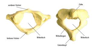 ^ bei der geburt kann es dauerhaft zu einer fehlstellung des atlas und axis kommen, da das atlanto occipital. Die Wirbelsaule Des Menschen