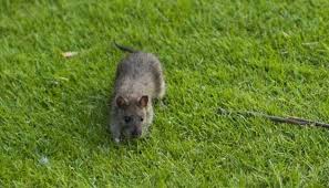 Cette espèce est connue pour être plus agressive que d'autres races de rats, en effet, les rats bruns, en époque de famine, peuvent finir par attaquer des animaux bien plus gros qu'eux. Des Rats Sur La Pelouse Du Louvre Pour Etre Contamine Il Faut Vraiment Avoir La Poisse Le Plus