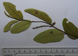 Image result for Sclerocroton