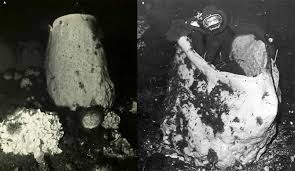 Image result for Oncocalyx bolusii