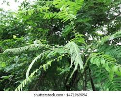 Image result for Faidherbia albida