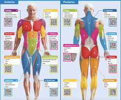 Select a muscle and it provides the exercises to workout the selected muscle. Stations And Muscles James P E Class