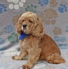 Find cocker spaniels and cocker spaniel puppies for sale across australia. Pin On Animals And Pets