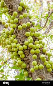 Image result for Ficus sansibarica