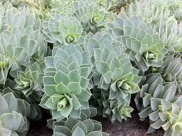 Walzen Wolfsmilch Pflanze Euphorbia Myrsinites Staude Walzenwolfsmilch Pflege Schnitt Euphorbia Myrsinites Vermehrung Standort Pflanzen Wolfsmilch Garten