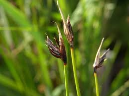 Image result for Schoenus