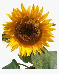 Apakah anda mencari gambar bunga png. Sun Flower Isolated Yellow Flowers Free Picture Bunga Matahari Animasi Pearl Hd Png Download Transparent Png Image Pngitem