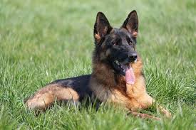 Combien gagne un maitre chien de la police nationale : Top 10 Des Races De Chien De Garde Guide Du Chien