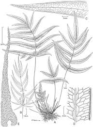 Image result for Pteris