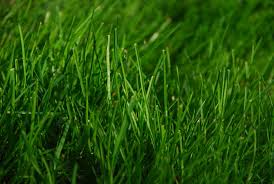 Will Pesticides Or Insecticides Kill Grass Seeds Guide Home Lift Up