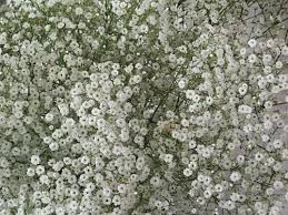 • baby's breath is commonly known as gypsophila. Babys Breath Flower Seeds 100 Fresh Seeds Buy Online In United Arab Emirates At Desertcart Ae Productid 11540727