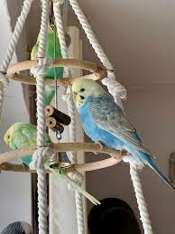 Pin By Sadie Altendorf On Pet Parakeets Diy Bird Toys Budgie Toys Cockatiel Toys