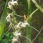 Image result for Tridactyle gentilii