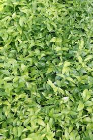 Image result for Asparagus asparagoides