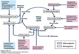 Why Is Tryptophan Glucogenic When The Products Of Its