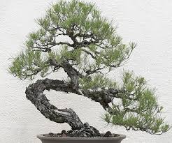 Now a worldwide phenomenon, the japanese art of bonsai can provide hours of enjoyment and relaxation. Black Pine Bonsai Tree Kit