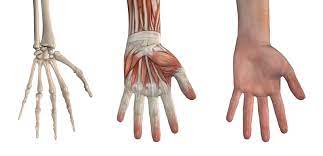 The Hand Muscles Episode 24 Anatomy On The Go