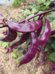 Image result for Lablab purpureus